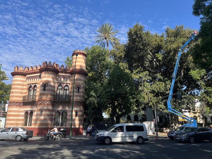 Labores de conservación del ficus del Costurero de la Reina.