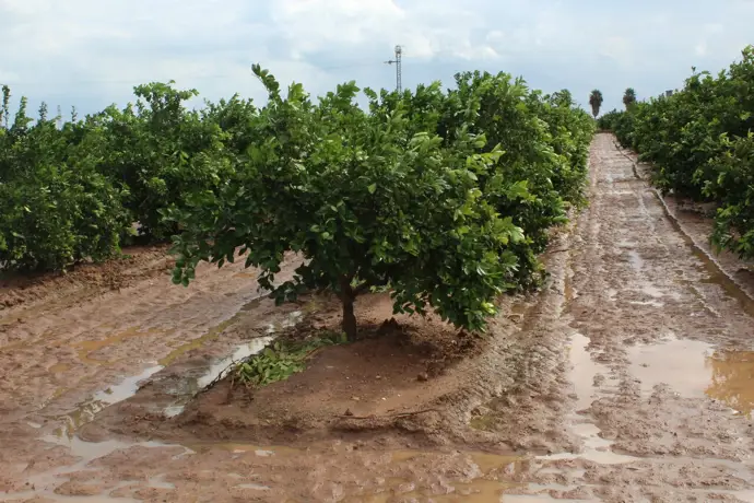 Agua en un campo valenciano tras el temporal de lluvias de final de septiembre de 2025