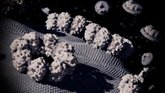 Foto: Descubren que las toxinas de anémonas marinas forman poros en células, lo que abre la puerta a aplicaciones biomédicas