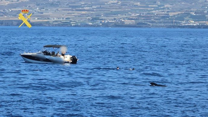 Turistas sorprendidos mientras se bañaban con cetáceos en aguas del sur de Tenerife
