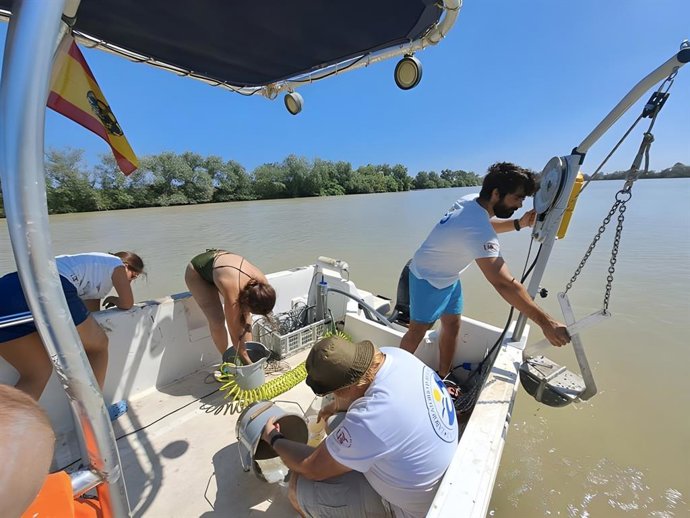 Un estudio detecta mayores concentraciones de metales en el estuario del Guadalquivir, con impacto en Doñana.