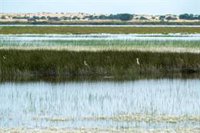 La Junta complementará con ocho millones las ayudas estatales para la restauración de Doñana