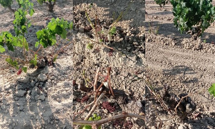 Archivo - Daños fauna salvaje en Fonzaleche