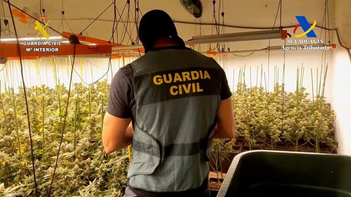 Agente de la Guardia Civil junto a plantaciones de marihuana.