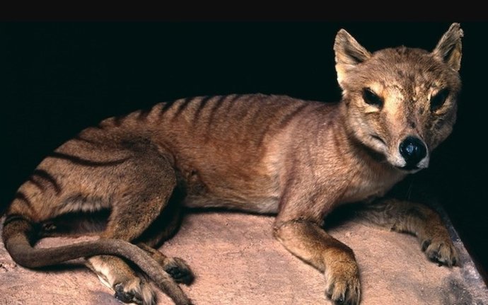 El tilacino estaba entre las 17 especies de grandes mamíferos halladas en una cueva australiana, representando ecosistemas completamente transformados por la actividad humana durante los últimos 10.000 años.