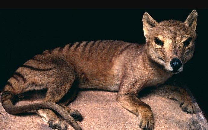 O tilacino estava entre as 17 espécies de grandes mamíferos encontradas em uma caverna australiana, representando ecossistemas completamente transformados pela atividade humana nos últimos 10.000 anos.