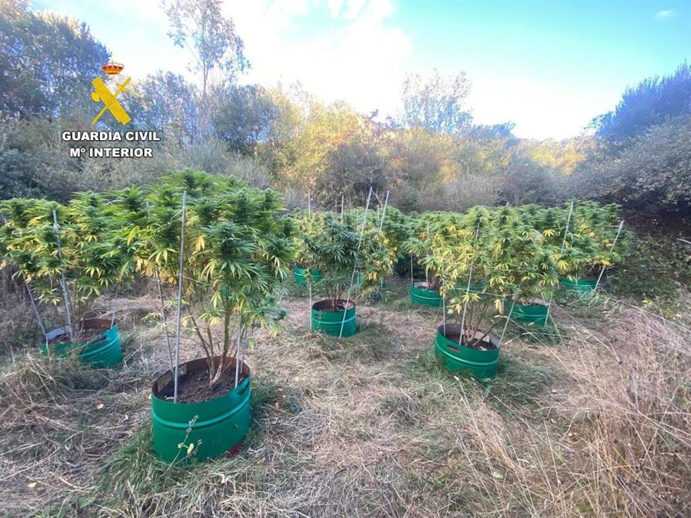 Plantación de marihuana en Puebla de Lillo (León).