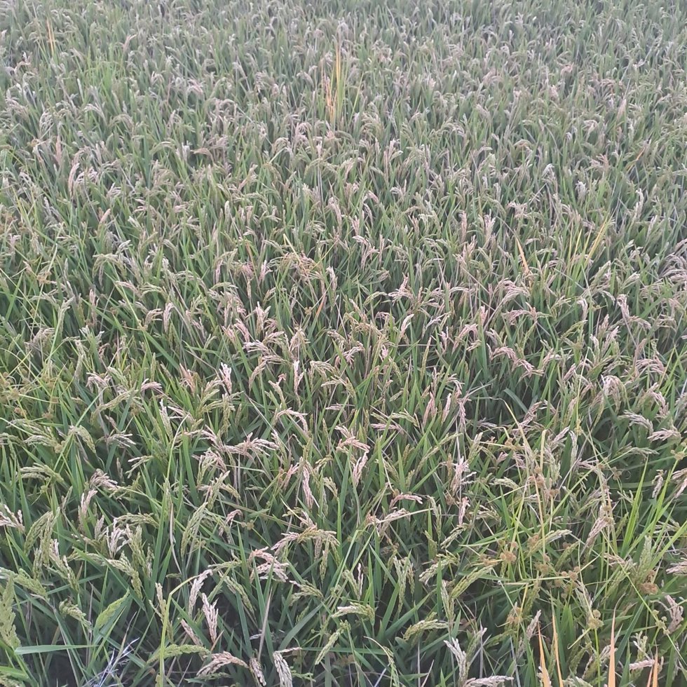Archivo - Campo de arroz