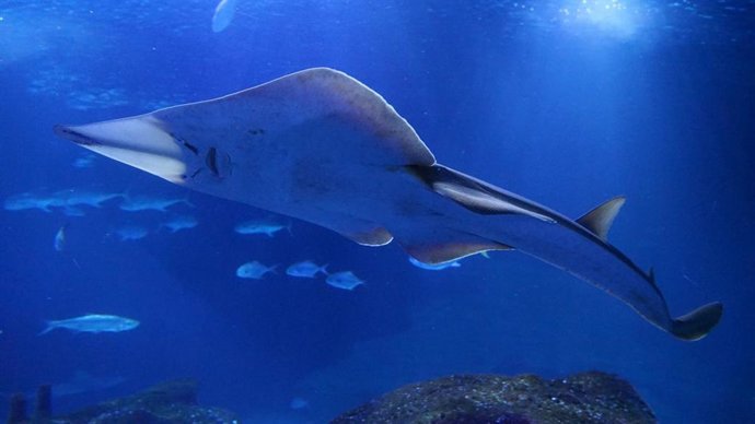 Ejemplar de pez guitarra gigante.