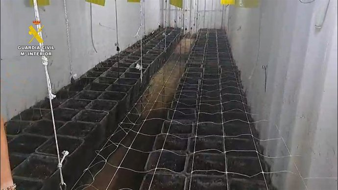 Plantación de marihuana hallada en un contenedor enterrado bajo una explotación avícola en Sanlúcar de Barrameda (Cádiz)