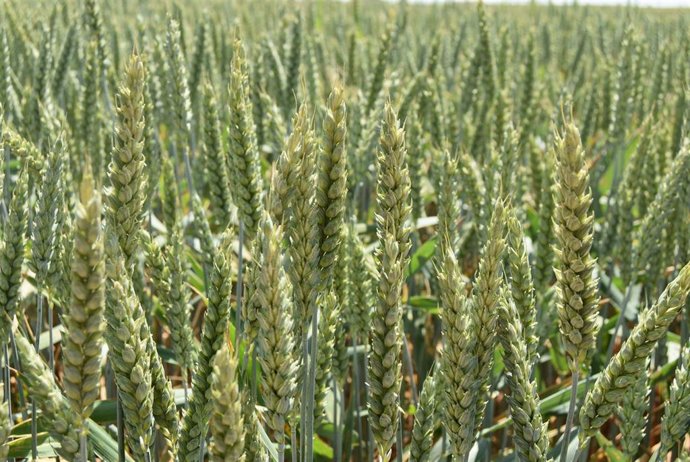 Asaja achaca la "ruina" del cereal español a la inacción del Ministerio y la Junta.