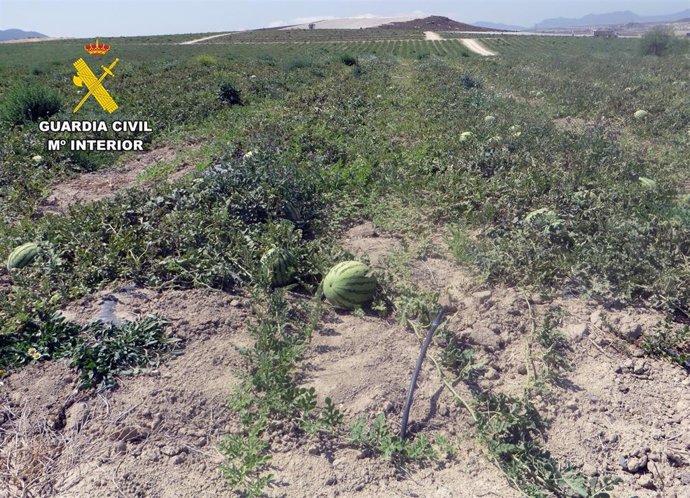 Investigan a 2 empresarios agrícolas por transformar más de 50 hectáreas de cultivo de secano en regadío