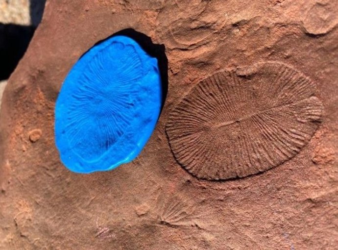 Se pueden encontrar evidencias fósiles claras en la mayoría de los cinco grupos principales: aquí vemos un fósil de Dickinsonia, que proporciona evidencia de vida animal antigua.