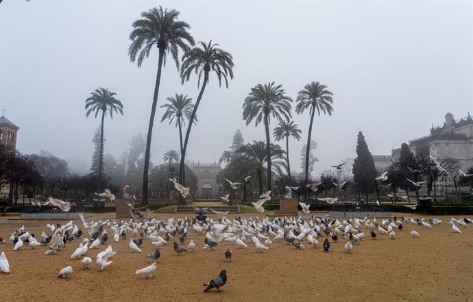 Archivo - Sevilla ha amanecido con unos densos bancos de niebla que ha cubierto el área metropolitana. En la imagen las palomas en la Plaza de América de el Parque de María Luisa. Sevilla a 27 de enero del 2020