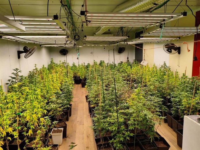 Plantación de marihuana interior