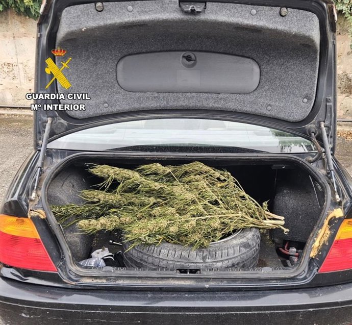 Las plantas de marihuana localizadas en el interior del coche que conducía el detenido.