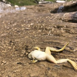 Ejemplar de rana pirenaica muerto por ranavirosis en el Parque Nacional de Ordesa durante un episodio de temperaturas anormalmente altas y precipitaciones anormalmente bajas.