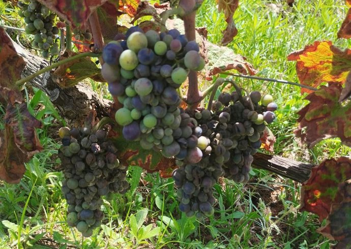 Archivo - Vid afectada por mildiu 