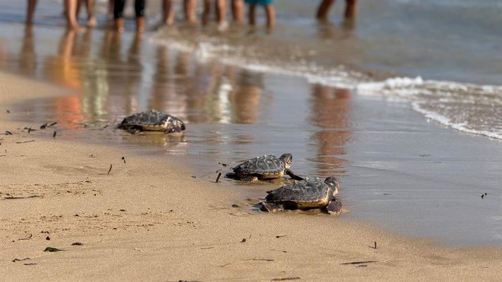 Sueltan 16 tortugas marinas en la playa de La Mata de Torrevieja tras un año de cría vigilada en el Oceanogrfic