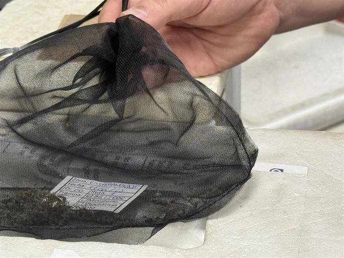 Mosquitos con virus del Nilo occidental.