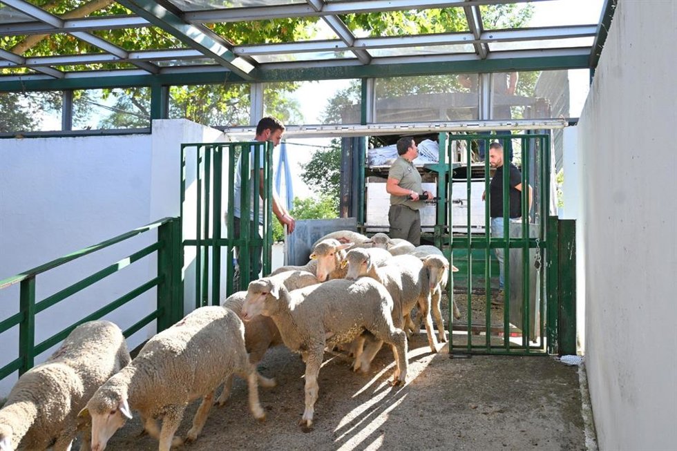 Ganado en la Feria de Zafra