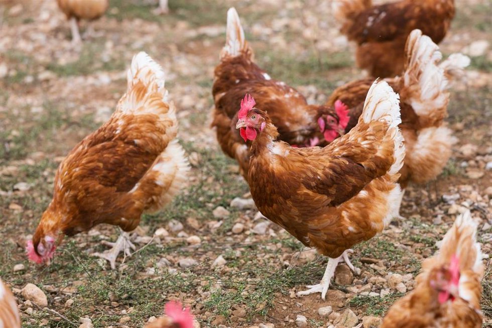 Archivo - Un grupo de gallinas.