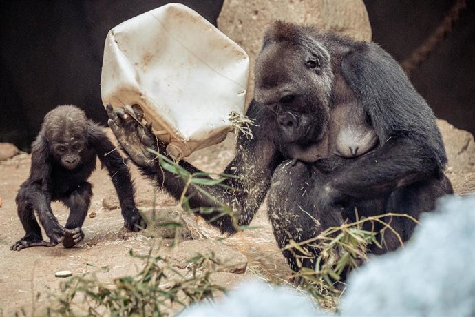 Archivo - Una gorila y su cría en su espacio del Zoo Aquarium de Madrid, a 16 de diciembre de 2022, en Madrid (España).