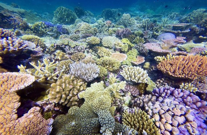 La Gran Barrera de Coral es el sistema de arrecifes de coral más grande del mundo.