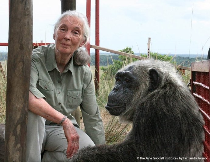 Archivo - Jane Goodall.
