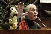 Foto: Leonardo DiCaprio, Jane Fonda y más estrellas de Hollywood dicen adiós a Jane Goodall: "Una auténtica heroína"