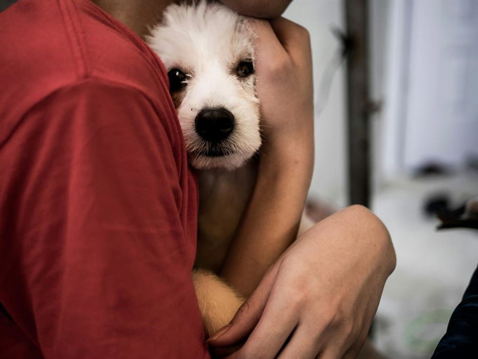 "Tu Perro Tiene La Misma Edad Que Su Columna": El Error Al Coger En Brazos A Razas Pequeñas (Y Cómo Hacerlo Bien)