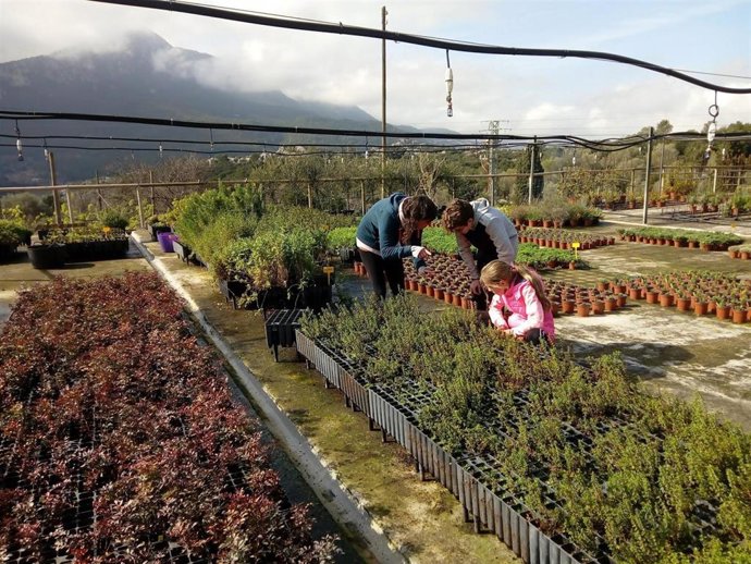 Organizan puertas abiertas en el Centro Forestal de Baleares por el inicio de la temporada de la planta autóctona.