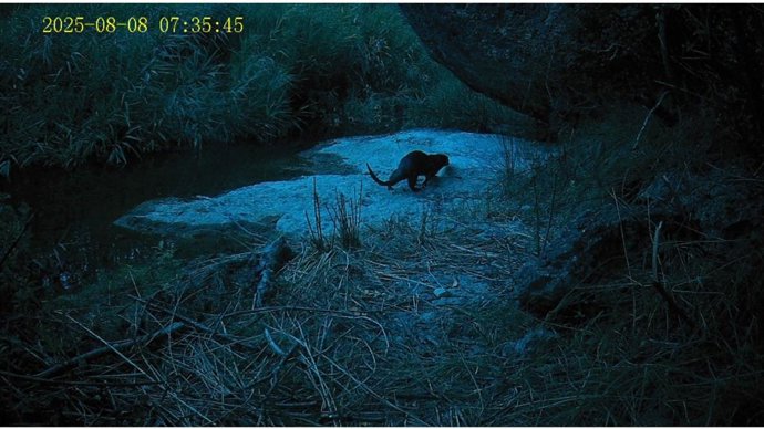 La nutria captada en el rio Montsant