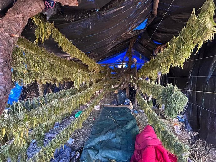 Marihuana intervenida en la plantación ilegal
