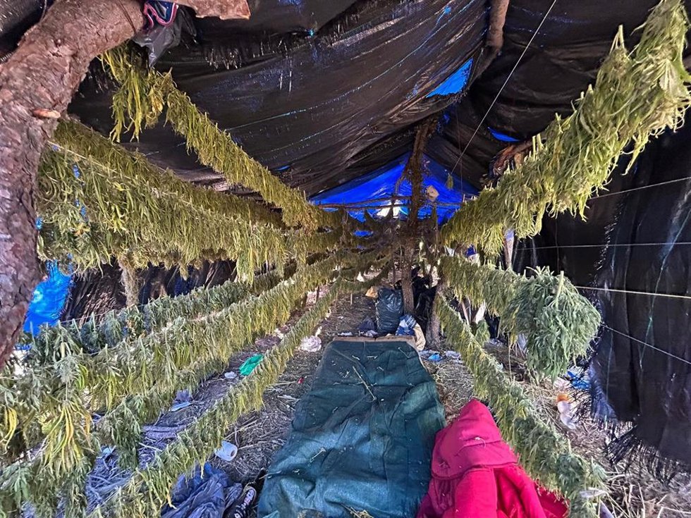 Marihuana intervenida en la plantación ilegal