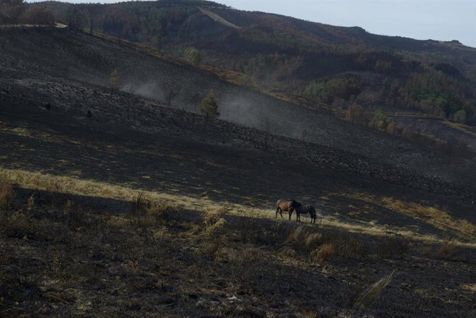 Caballos en una ladera calcinada tras el paso del fuego, en la serra de San Mamede, en Ourense, Galicia (España)