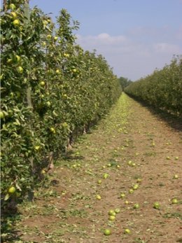 Archivo - Una de las explotaciones afectadas.