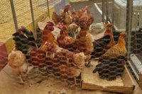 Controlado el foco de gripe aviar en una granja de gallinas de Valdemoro
