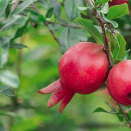 Granada con punicalagina