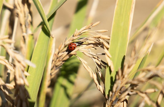 Archivo - Una mariquita posada en unas semillas de arroz en las marismas del Guadalquivir. A 22 de octubre de 2024, en Sevilla (Andalucía, España). Los arroceros de las marismas del Guadalquivir han empezado  esta semana su cosecha después de dejar unos d