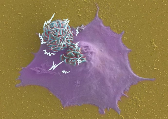 Imagem de microscopia colorida dos microdispositivos (esferas): um em contato com a membrana celular e outro no interior.