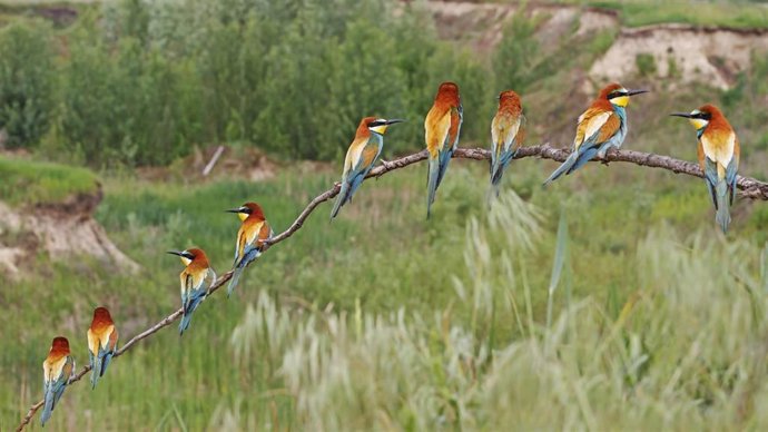 SEO/BirdLife celebra el 'Día de las Aves' el 4 y 5 de octubre y pone el foco en el cambio climático