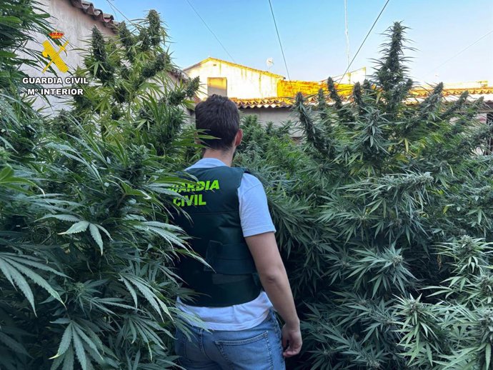 Cultivo de marihuana intervenido por la Guardia Civil en Villarrobledo.