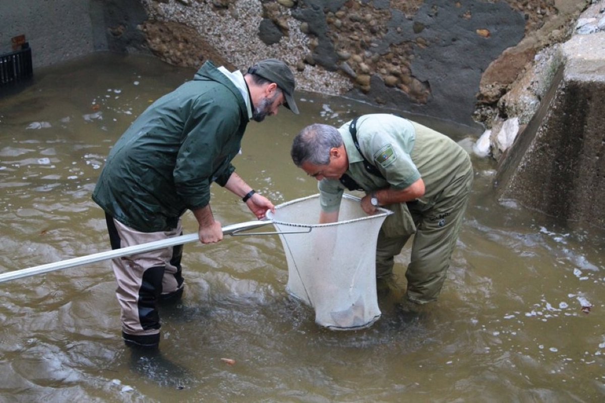 Ecologistas pide prohibir temporalmente la pesca de la anguila europea y el salmón atlántico en Cantabria