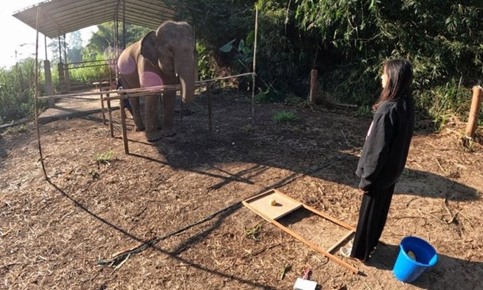 Un elefante participa en una prueba donde el cuerpo y la cara del humano se dirigen hacia el animal.