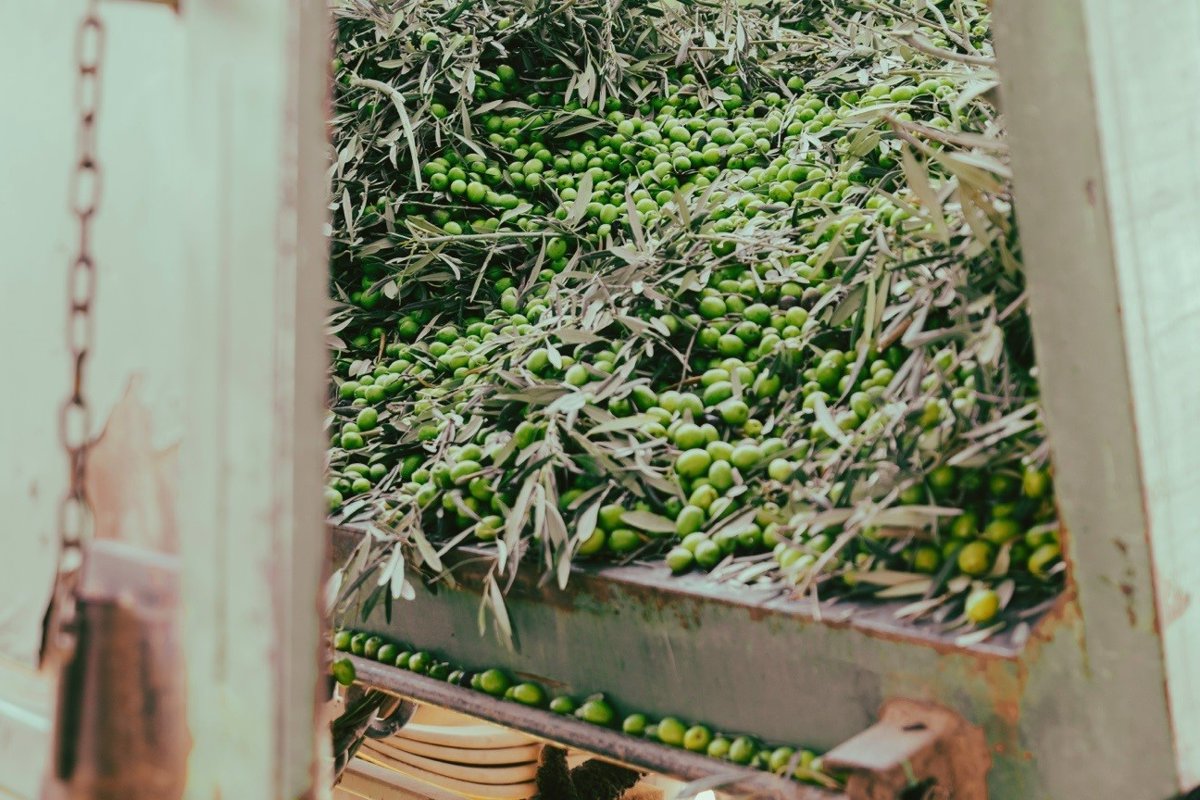 Agricultura estima que Castilla-La Mancha tendrá una producción de 121.500 toneladas de aceite en la próxima campaña