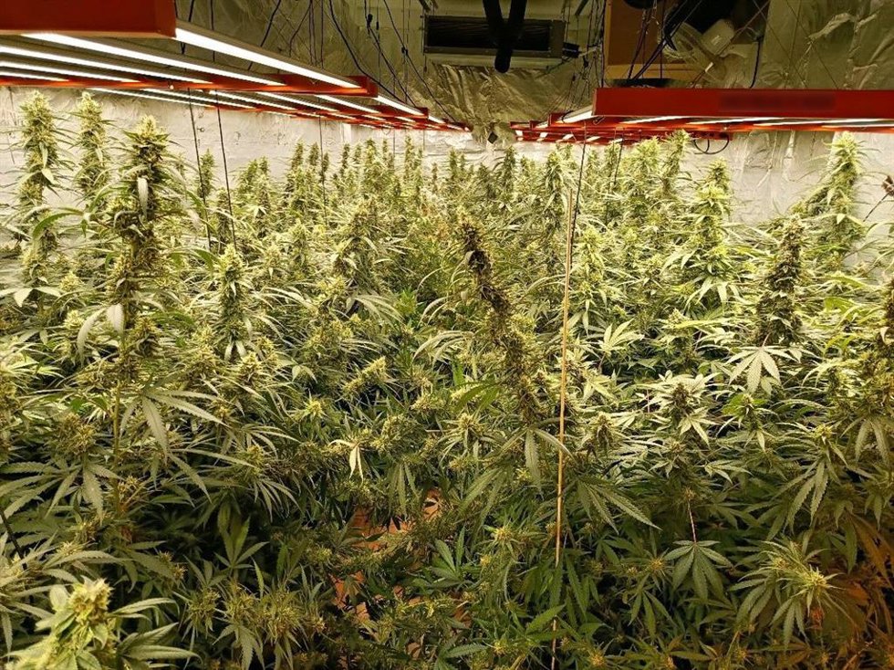 Plantación de marihuana 'indoor' en un domicilio de Bellvei