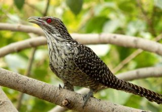 Las advertencias vocales de los pájaros aportan una nueva perspectiva sobre los orígenes del lenguaje