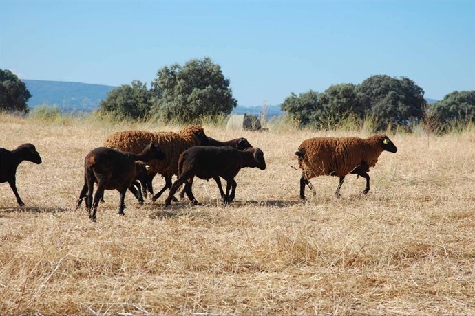 Caminos Trashumantes y Caminos de la Merina sellan su colaboración