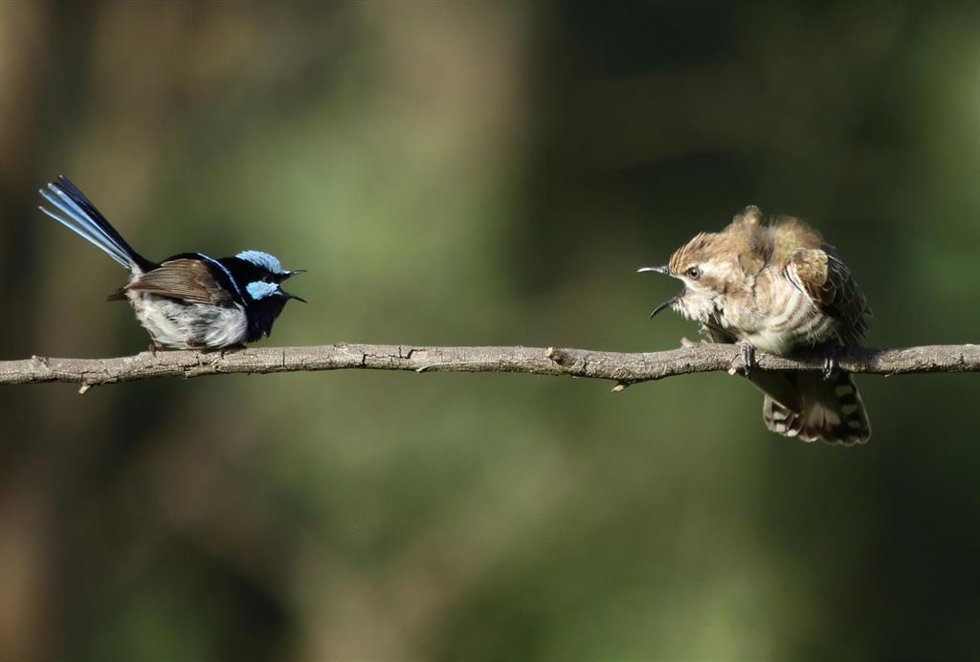 Archivo - Aves